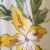WHITE YELLOW